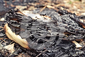 Stack of burnt sheets of paper, among pine needles. selective focus