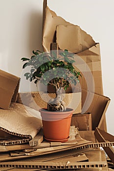 Stack of Cardboard Waste and Ficus potted plant at home. Concepts of Paper Recycling and Waste Sorting and Saving Trees