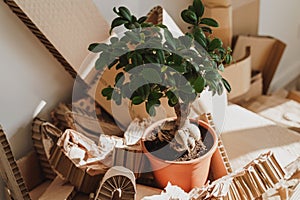 Stack of Cardboard Waste and Ficus potted plant at home. Concepts of Paper Recycling and Waste Sorting and Saving Trees