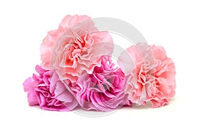 Stack Carnation flowers on white background