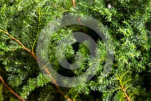 Stack of cedar plant tree