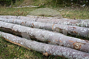 Stack of chopped beech trees