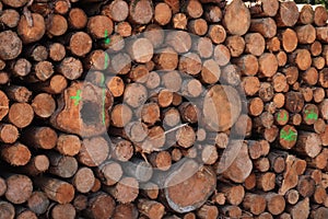 Stack of chopped firewood in forest