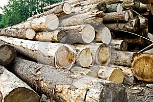 Stack of chopped trees
