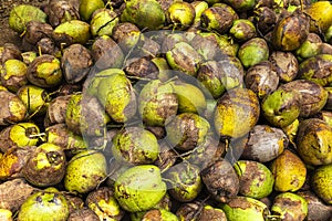 Stack of the coconuts in farm for coconut oil industry