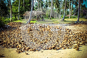 Stack of the coconuts in farm for coconut oil