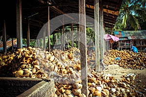 Stack of the coconuts in farm for coconut oil