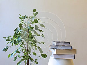 stack of coffeetable books next to a houseplant photo