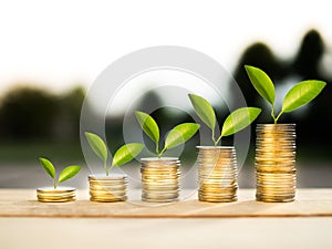 Stack coins and money growing plant for finance and banking, saving money or interest increasing concept