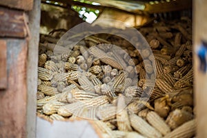 Stack of corn cobs in african storeroom