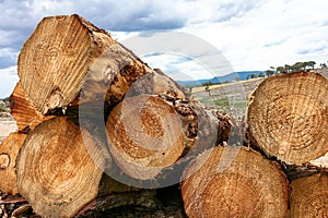 Stack of cut logs in forestry