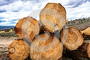 Stack of cut logs in forestry