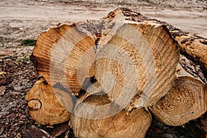 Stack of cut logs in forestry photo
