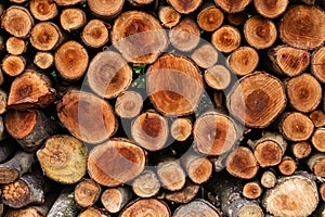 A stack of cut logs showing various circular cross-sections.