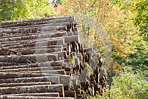 Stack of cut lumber