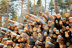 Stack of Cut Pine Logs in Winter Pine Forest