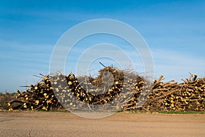 Stack of cut trees stacked under blue sky