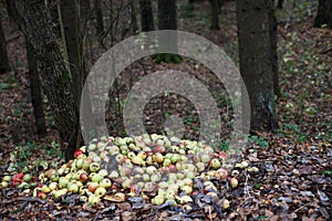 Stack with damaged and rotten apples on ground in nature in forest. Garden and food waste, compost.