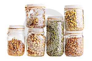 Stack of Different Sprouting Seeds Growing in a Glass Jar