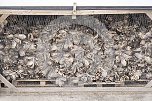 Stack of dried cod heads in warehouse, Sakrisoy Reine, Lofoten, Norway