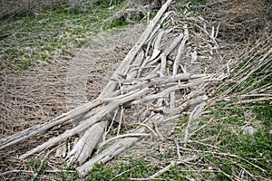 Stack of Driftwood