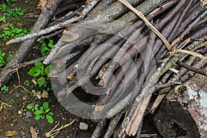 a stack of dry wood from the garden usually used as firewood in Javanese traditional kitchens