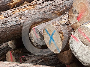 Stack of felled logs