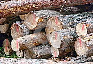 Stack of felled logs