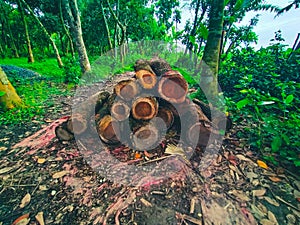 Stack of felled trees at a lumberyard or logging site, log pile trunks or wood logs in the forest site.