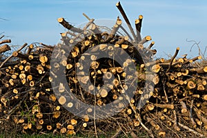Stack of felled trees