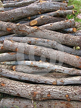 A stack of firewood of holm oaks