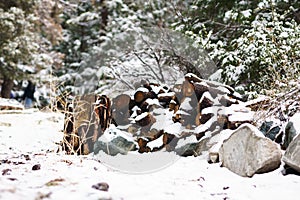 Stack of firewood on snowy ground in the forest, Glendora Ridge and MT Blady, California