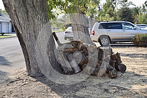 Stack of firewood under the trees outside
