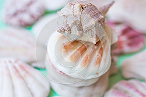 Stack of flat and spiral white pink brown sea shells on turquoise light green background. Tropical, vacation, wellness, balance co