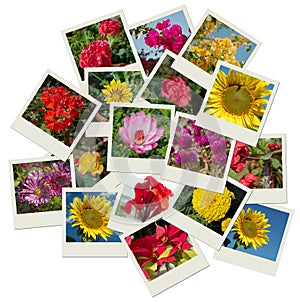 Stack of Flower shots collage background