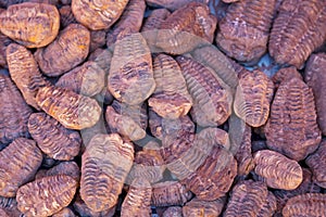 Stack of fossils for sale at a Moroccan souk
