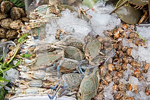 stack of fresh blue swimming crabs in seafood market.Seafood fresh background.