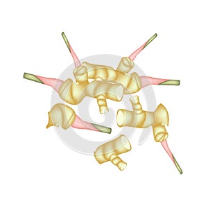 Stack of Fresh Galangal Roots on White Background