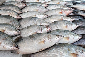 Lates calcarifer  at fish market ,snapper fish photo
