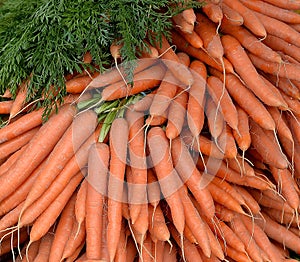 Stack of Fresh Picked Carrots