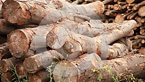 Stack of freshly cut logs
