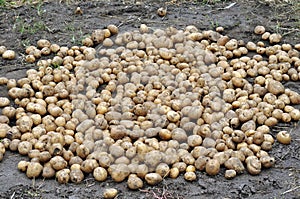 The stack of freshly harvested organic potatoes