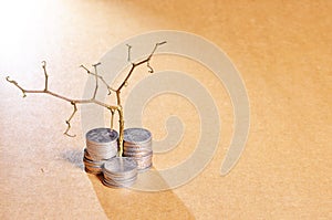 Stack of golden coins and dead plant