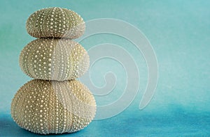 Stack of Green Sea Urchin Shells