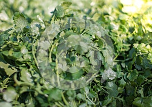 Stack of greenery or coriander at market. Bunch of fresh greens for sale.