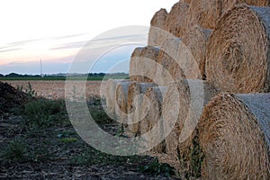 Stack of hay bales in the field after harvest. Yellow rolls of straw at the end of summer or at the beginning of the autumn season