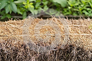 Stack of hay in the garden close up