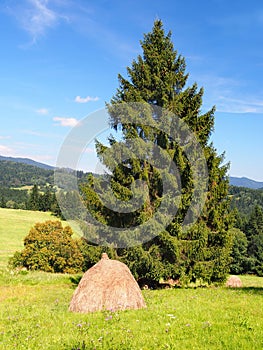 A stack of a hay under the spruce tree