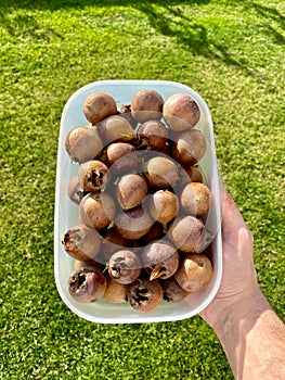 Stack of Jujube Fruit Hand Hold in Plastic Bowl with Green Grass Backround