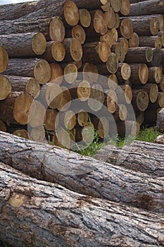 Stack from larchs Siberian.